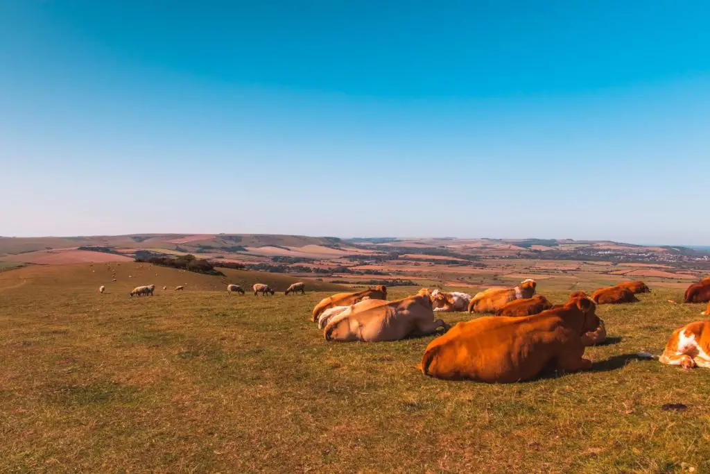 A group of orange and creme coloured cows sitting on top of the grass hill with views of the South Downs hills in the backdrop. There are a few sheep dotted about and a bright blue sky with a bit of haze.