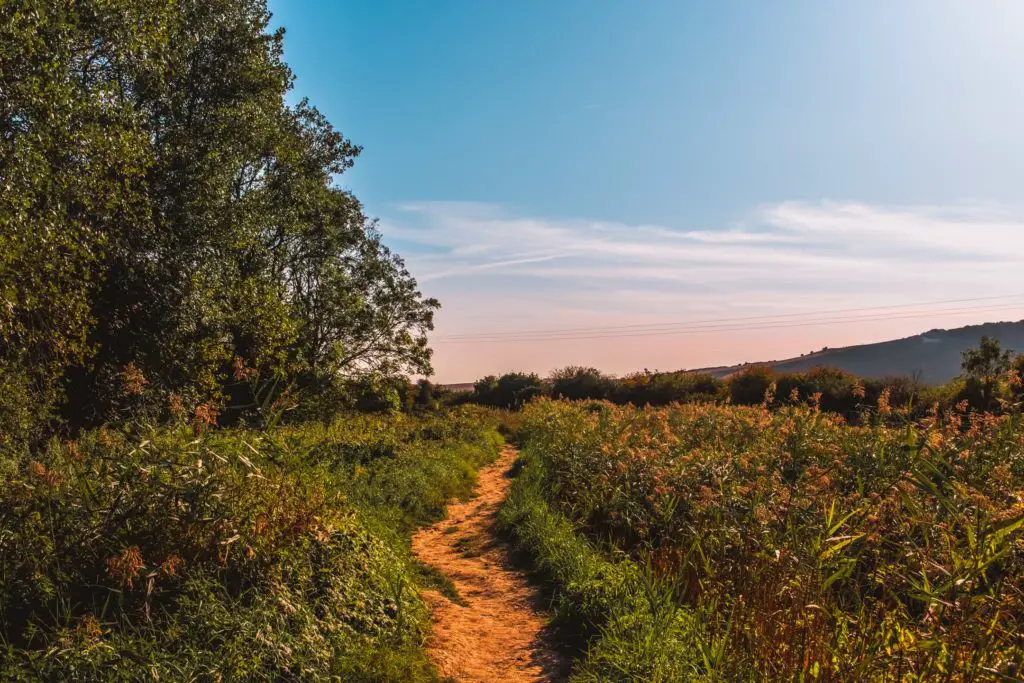 A small dirt trail near Alfriston on the walk from Southease to Seaford.It is surrounded by overgrown grass and bushes and trees to the left. The sky is blue with a pink tinge as the sun lowers in the sky.