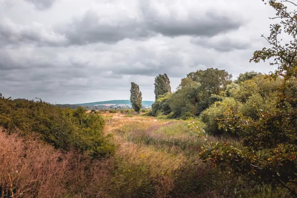 Lots of greenery of the grass and trees and bushes on one of the trail walks from Faversham.