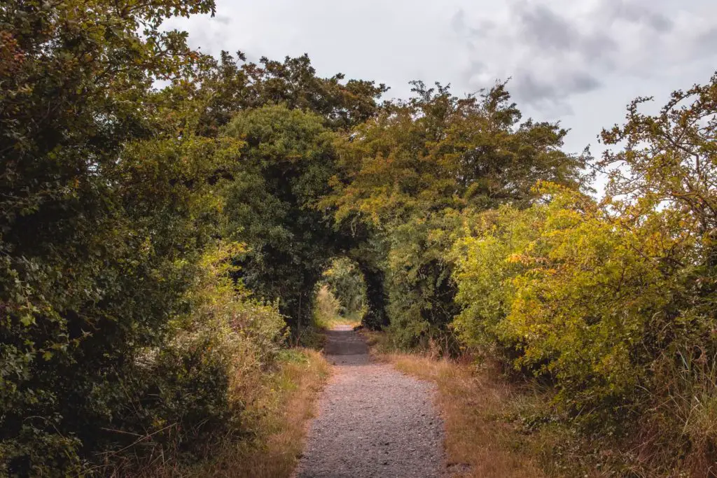 A bush tunnel on one of the trail walks from Faversham. 