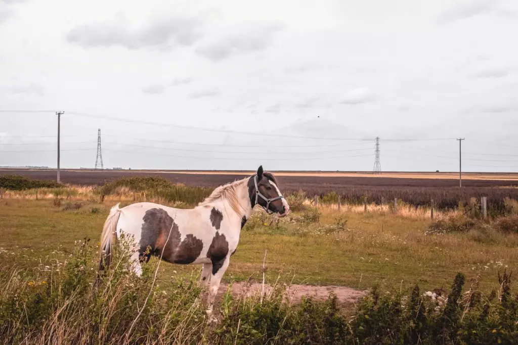 A white and brown horse in a small field with brown and yellow coloured crops in the background when walking from Faversham to Whitstable. 