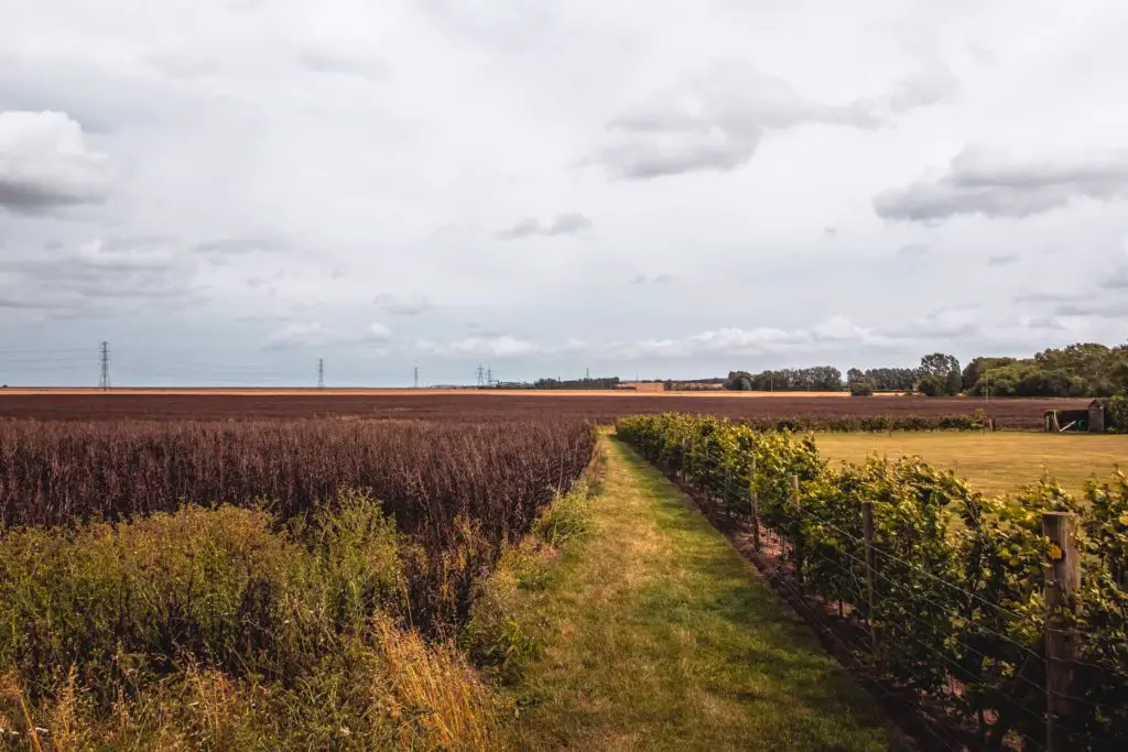 A green grass path sorounded by brown coloured crops on the walk from Faversham to Whitstable. 