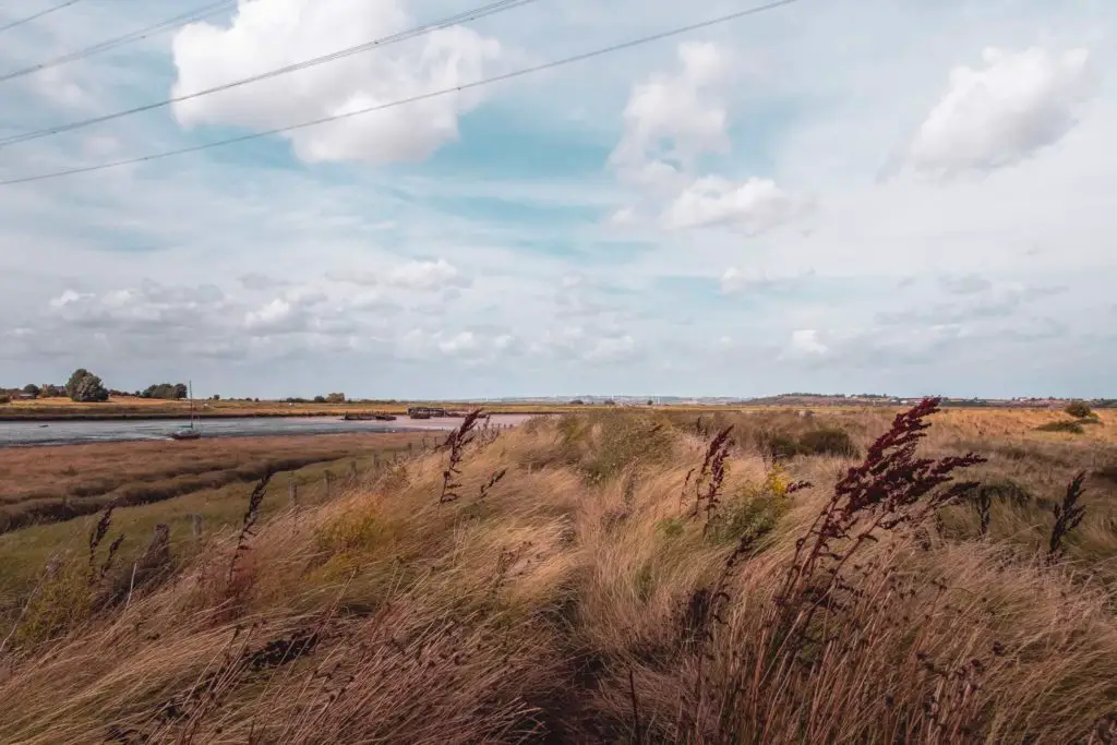 A field of long grass and hay blowing in the wind.