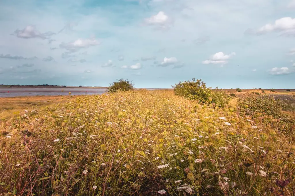 Flower weeds covering the trail on the Faversham to Whitstable walk.