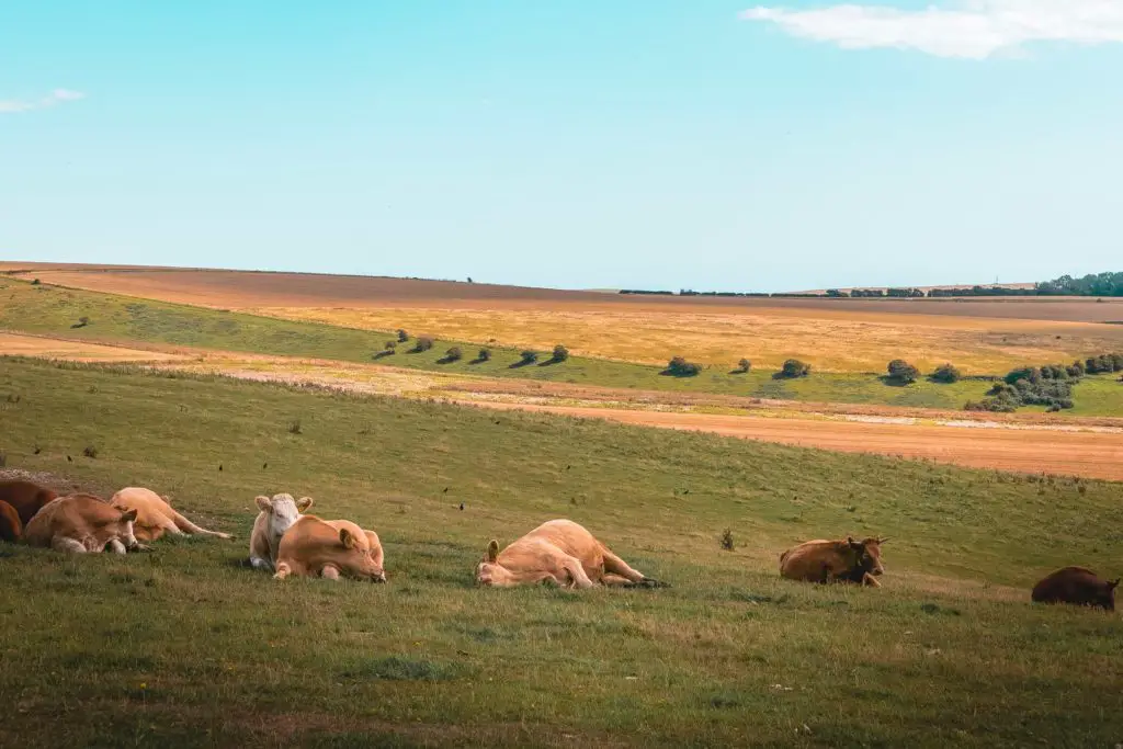 Cows resting in a field, with one cow fast asleep.