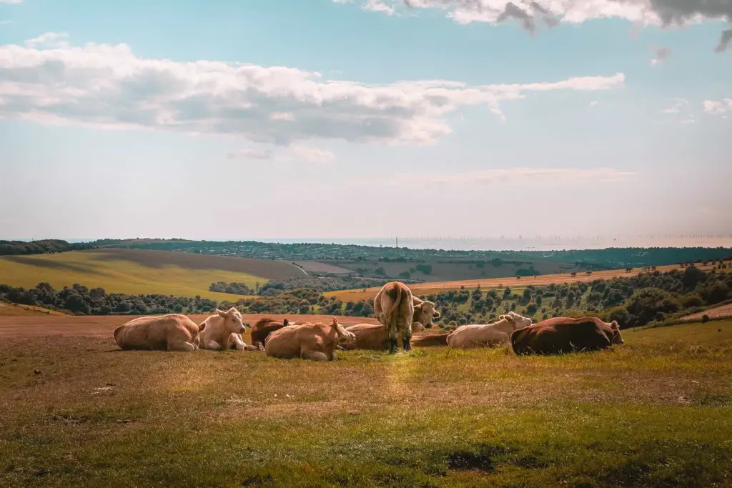 A group of cows resting in a field on the walk to Ditchling Beacon. One cow is standing and looking back at the camera.