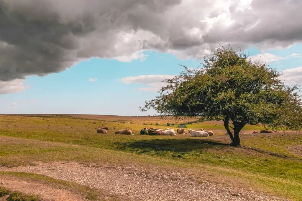 A group of cows sleeping under a tree in a field on the walk from Hassocks to Lewes. There is a dark cloud overhead.