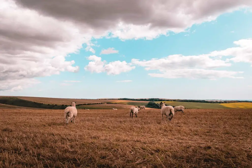 Sheep running in a field on the walk towards Ditchling Beacon.