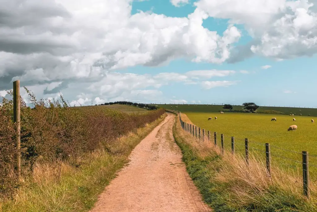 A trail towards Ditchling Beacon on the walk from Hassocks to Lewes. There is a fence in the middle of the frame with a fence separating the green field to the right. There are a few sheep in the field. 