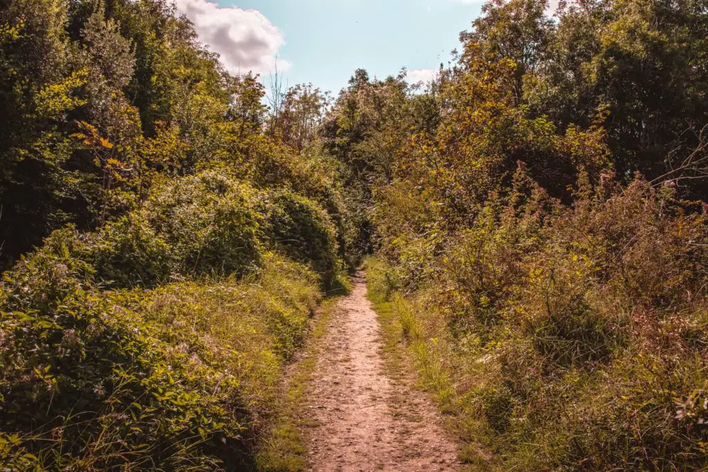 A dirt trail sounded by lush green bushes and trees.