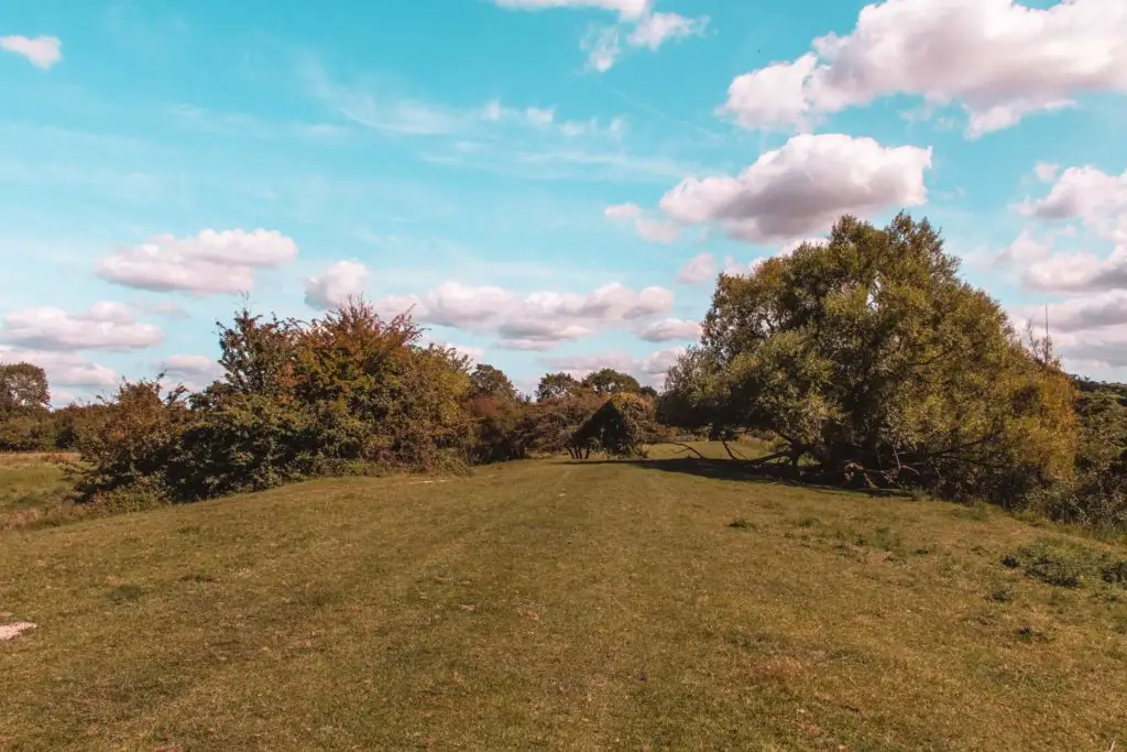 A green field with trees and bushes at the other end. The sky is blue with white fluffy clouds.