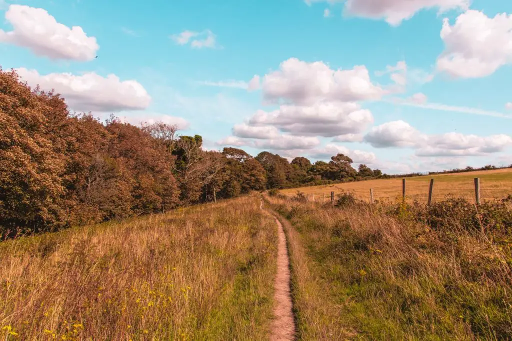 A small trail in the centre of the frame, with overgrown grass on either side. There are trees on the left of the Fram and a fence to the right. The sky is blue with white fluffy clouds.