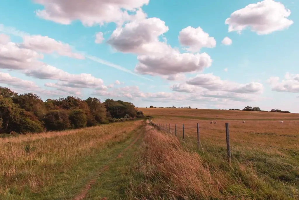 A dirt track with bushes and trees on the left of the frame, and a fence separating a filed to the right on the Ditchling Beacon walk. There are a few sheep in the field on the right.