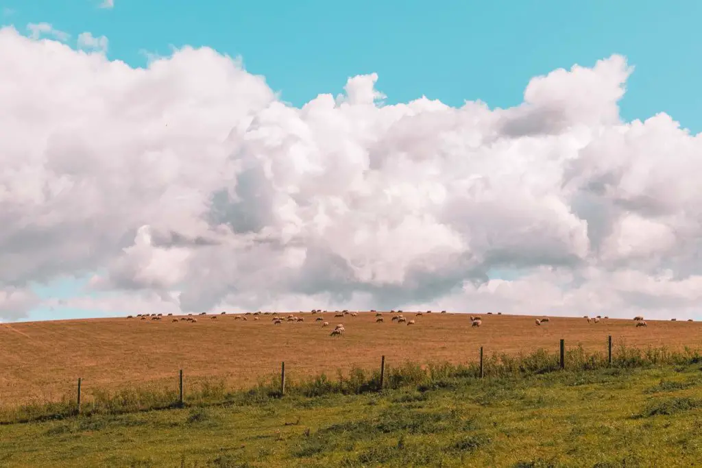 A green field, next to an orange field with lots of sheep grazing on the walk from Hassocks to Lewes. The sky is blue with lots of white fluffy clouds.