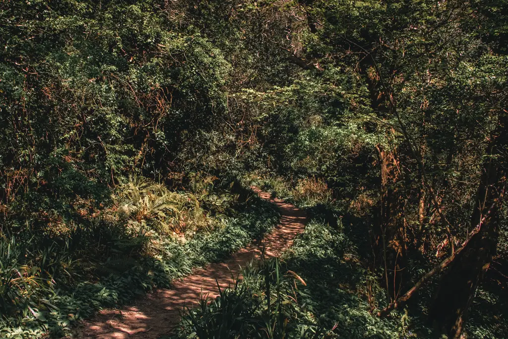 A path under all the trees blocking the sunlight on the Hastings to Rye walk.