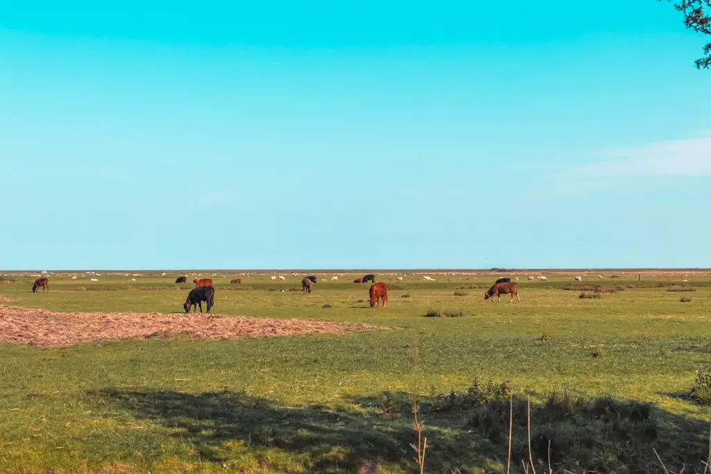 A green field full of cows with a blue sky on the Hastings to Rye walk.