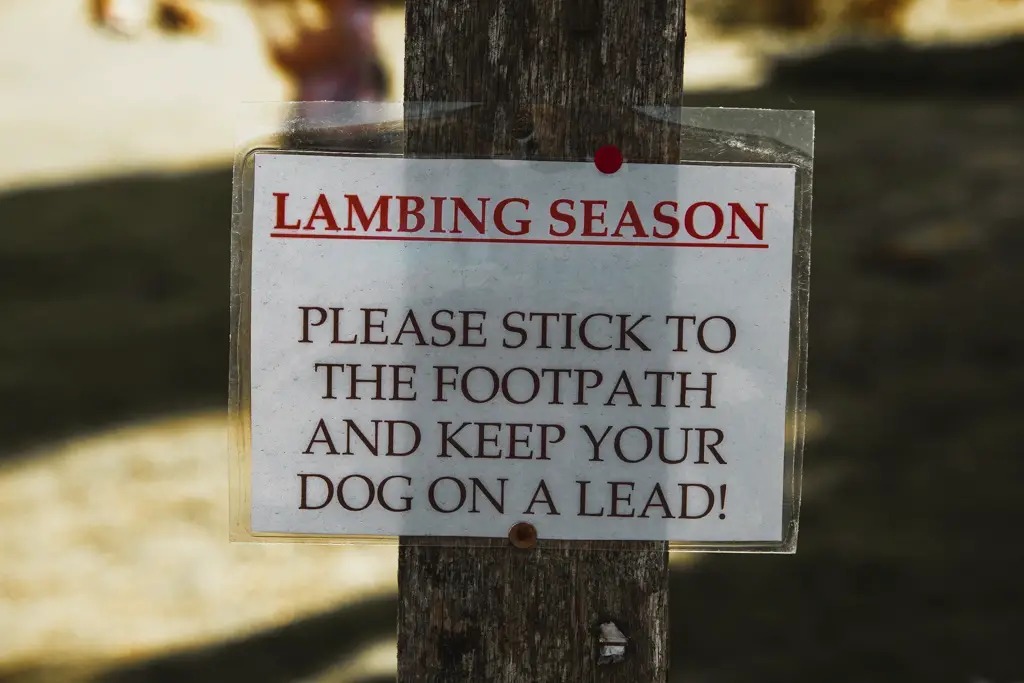 Lambing season signage.