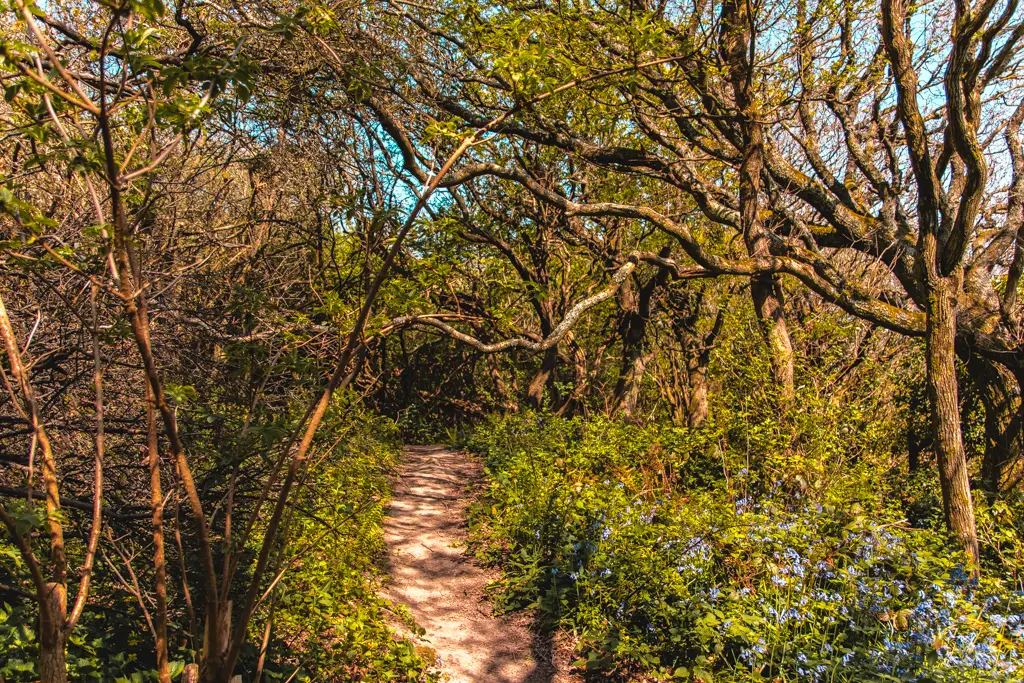 A small path surrounded by trees and foliage on the Hastings to Rye walk.