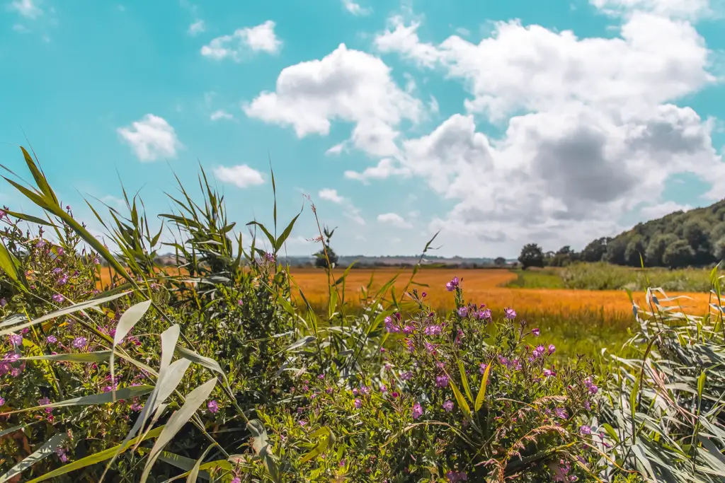 Close up flowers and bush with a yellow and green field in the background and a blue sky spotted with fluffy white clouds.