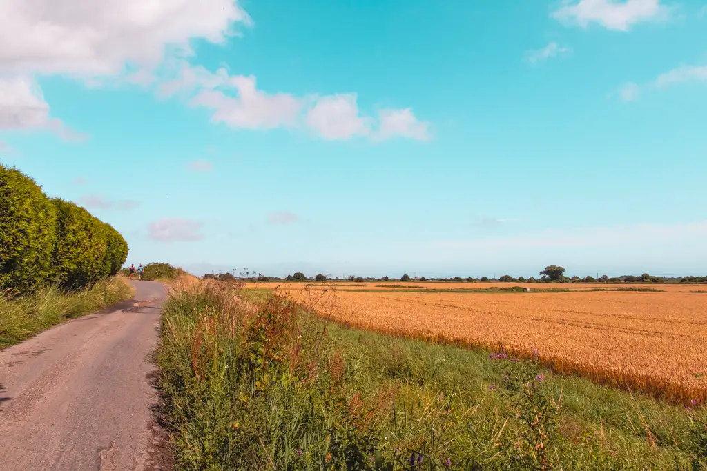 A path on the left with a strip of green grass next to it then and orange coloured filed with crops. The sky is blue.