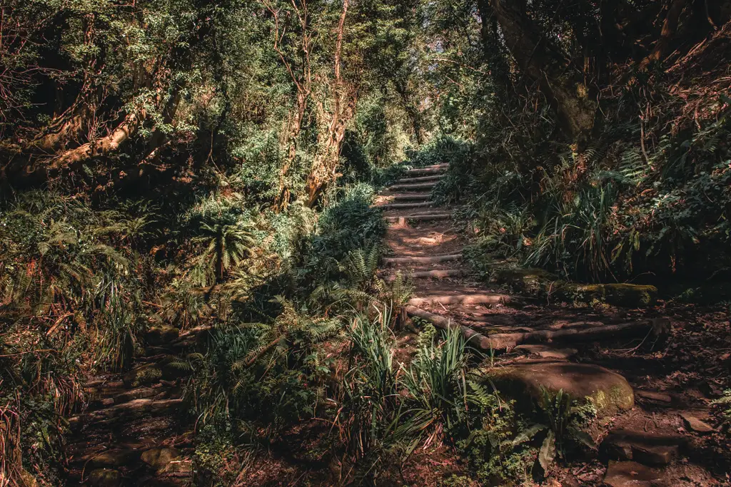 A dirt path under darkness with steps surrounded by trees.