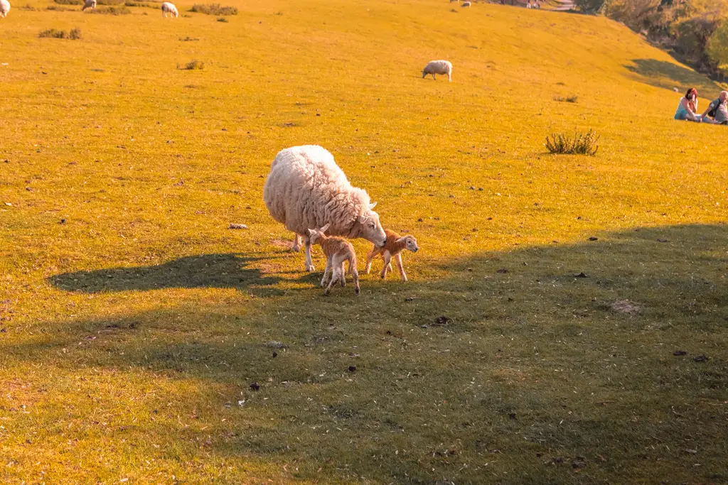 Two just born lambs in a field with their mother.