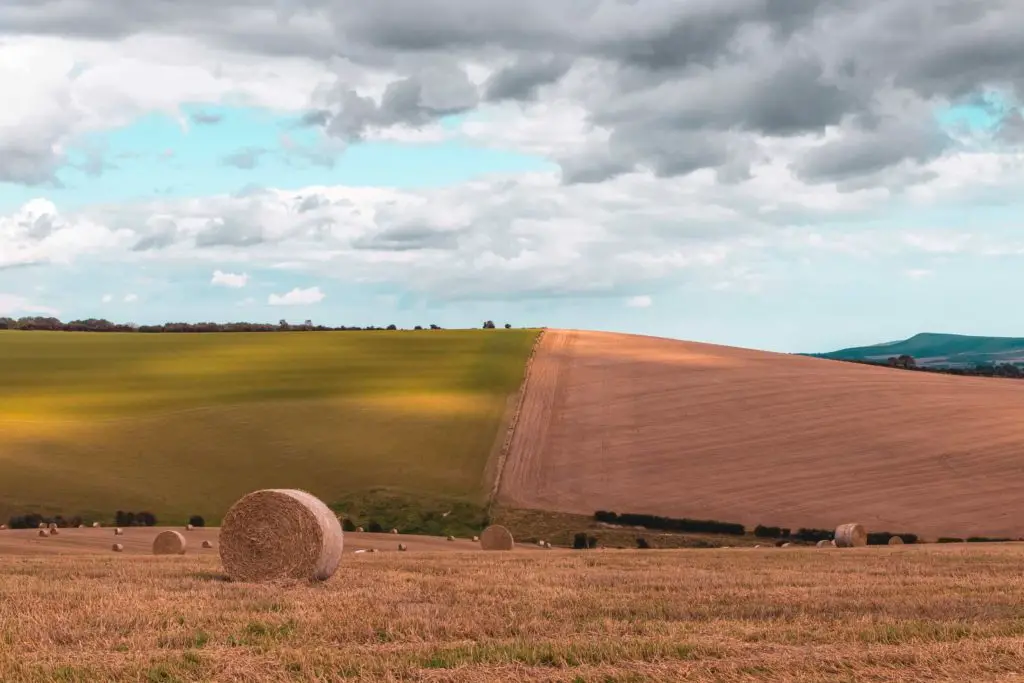 Haystacks dotted about in a cropped field, with a hill in the backdrop and a clean separation line between a green field and light hay coloured field.