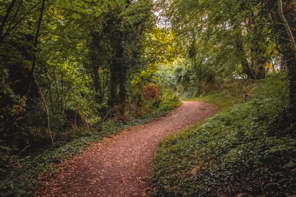 A dirt track winding uphill surrounded by green foliage under tree cover when hiking near Lewes.