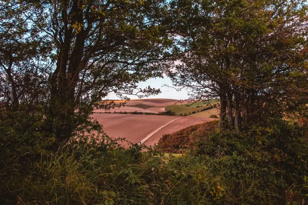 Looking through an opening in the dark green bushes and trees to the undulating multicoloured fields when hiking near Lewes.