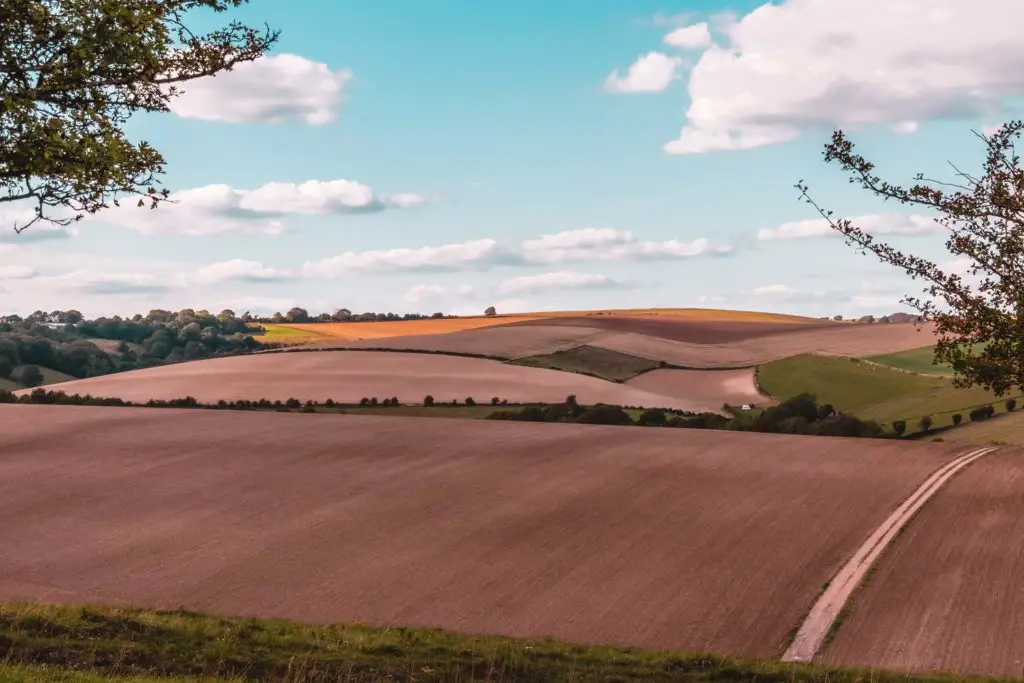 The undulating hills of the South Downs, of different shades of green, orange and brown.