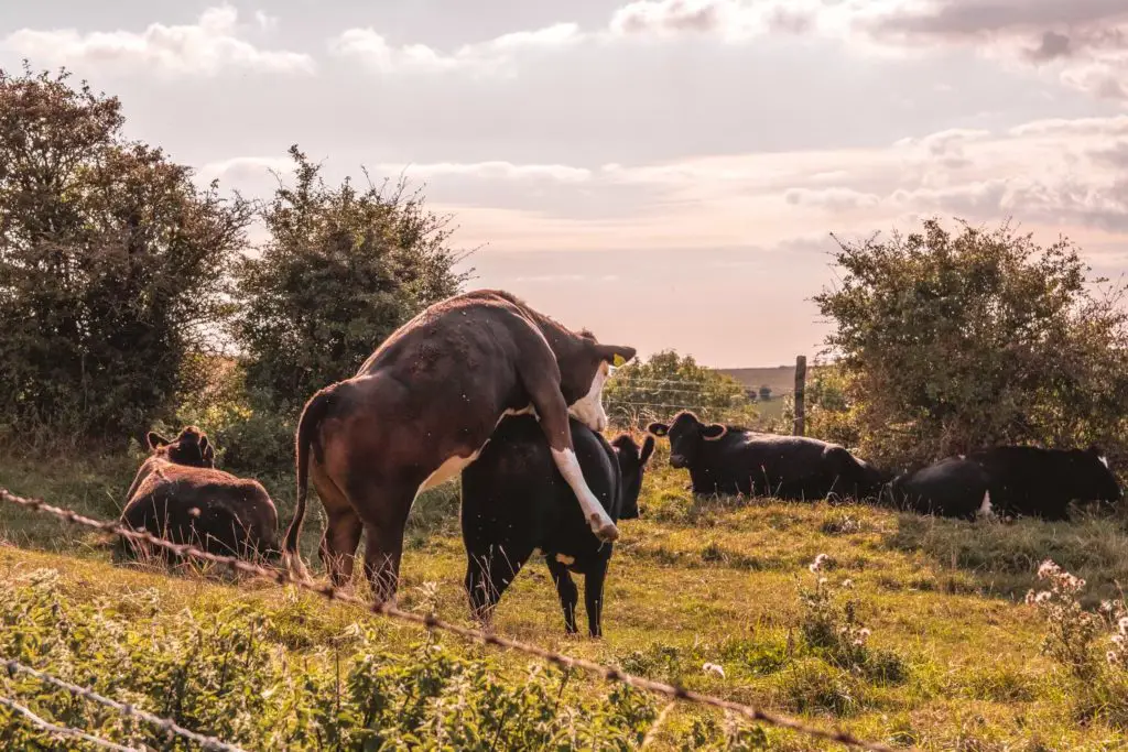 Cows grazing in a small green field on the walk from Lewes to Southease. One cow is jumping on another cow.