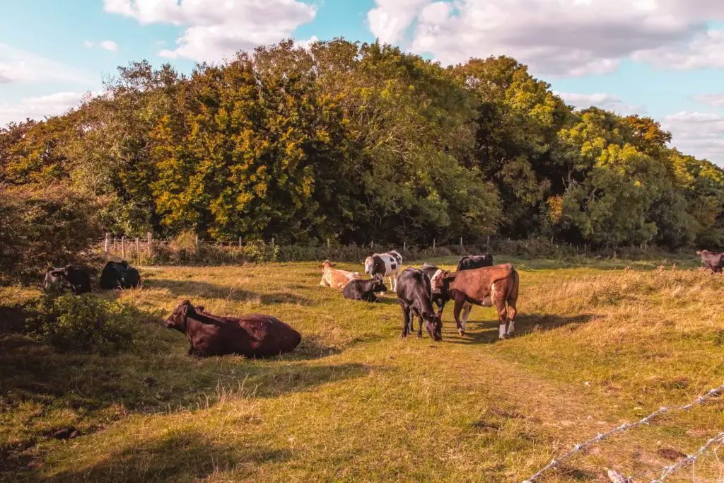 Cows grazing in a field on the walk from Lewes to Southease. There are bushy trees in the background. 