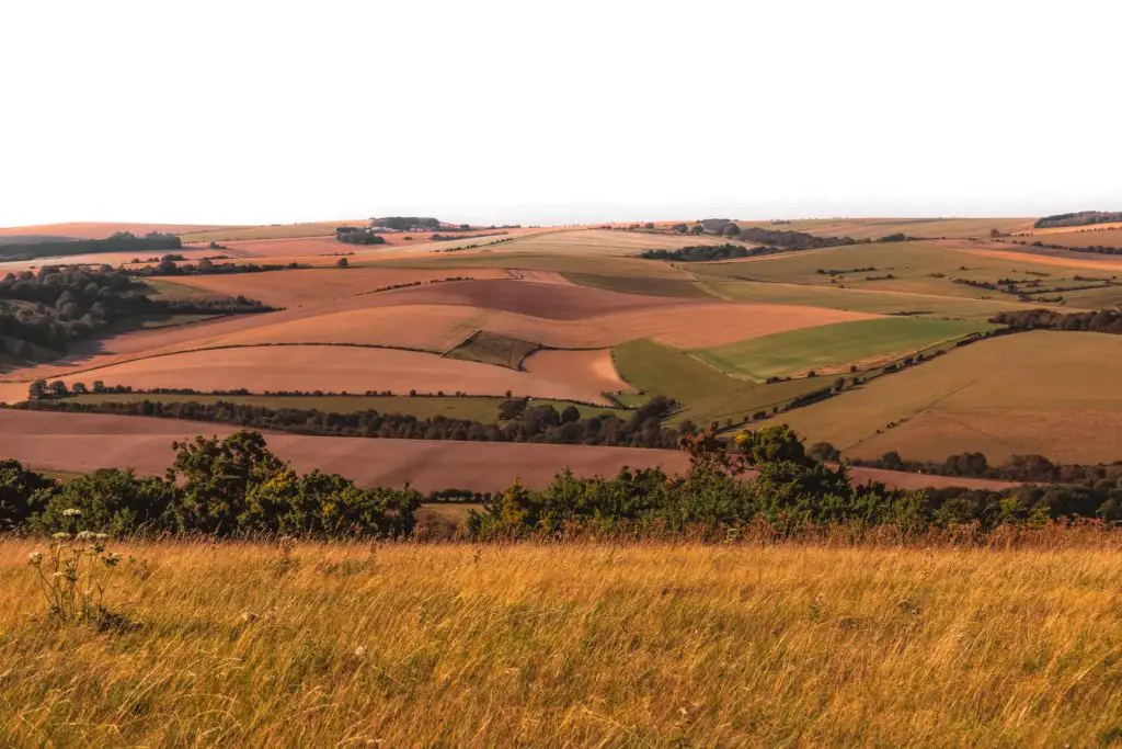 The undulating hills of the South Downs on the walk from Lewes to Southease. The fields forom a patchwork of different colours ranging from green to orange, to brown in different shades. There are groups of trees dotted around.