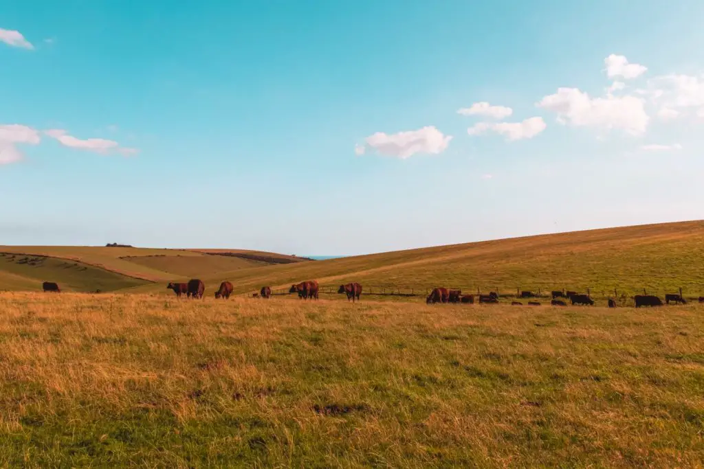 The rolling green and orange tinged hills with brown cows grazing and a small bit of blue sea view.