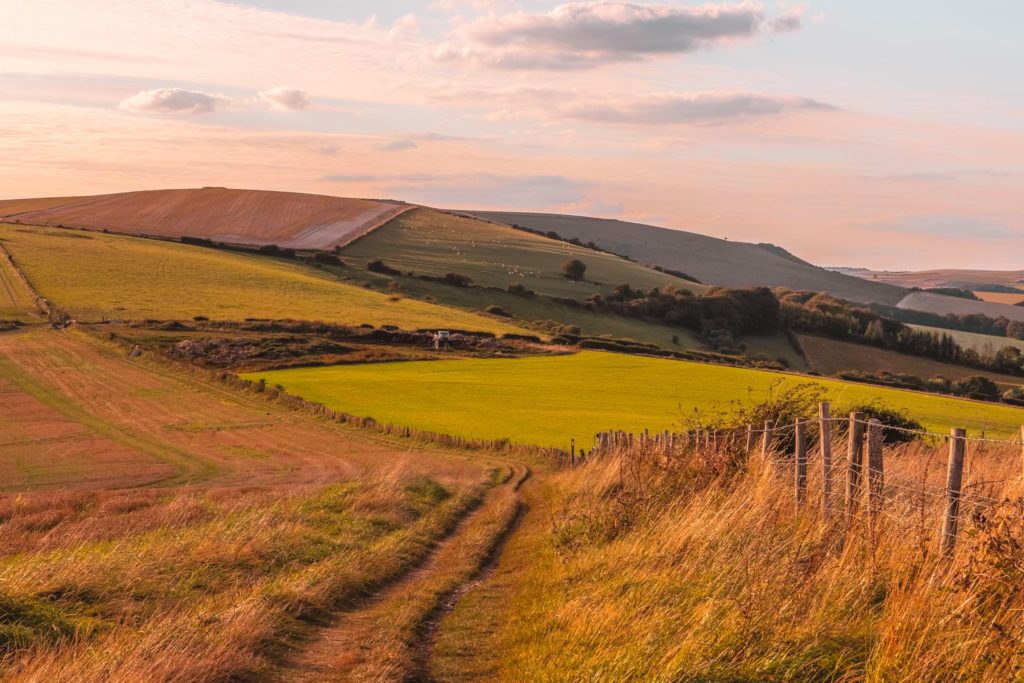 The rolling hills of the South Downs in shades of green and orange. There is a barbed wire fence on the right of the frame with overgrown grass. The sun is starting to set giving a pink hue.