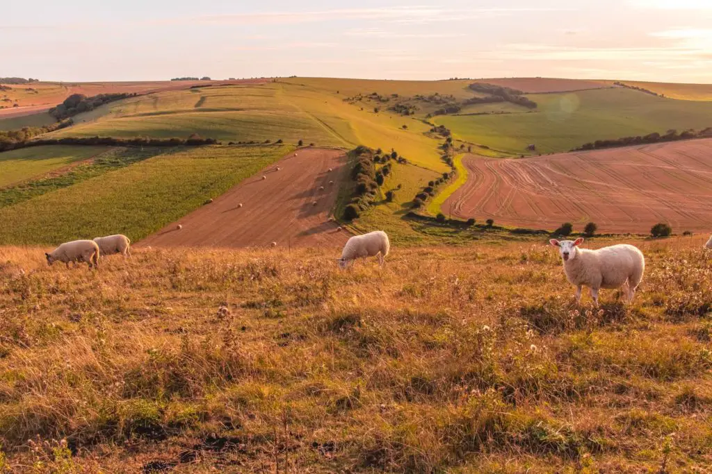 Three sheep grazing in a filed with a backdrop of the hills of the South Downs in shades of green and orange. There are haystacks and trees dotted about. The sun is starting to set giving a warm glow.