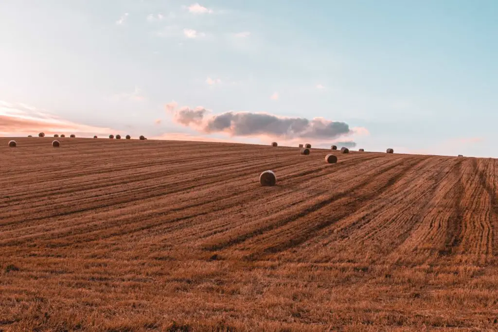 A cropped field with haystacks dotted about.