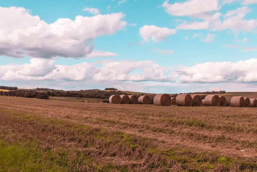 A group of haystacks in a cropped field on the walk from Hassocks to Lewes.