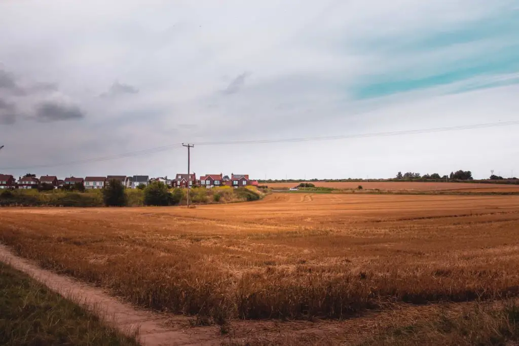 A corn field with a row of houses in the distance on the Ramsgate to Sandwich walk.