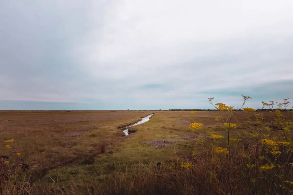 Pegwell Nature Reserve area. A green and yellow landscape with a small river running through it.