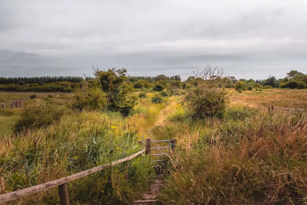 A small trail and a gate within all green grass and bushes in the Stonelees Nature reserve 