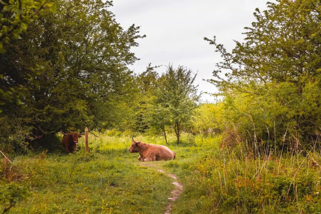 Two highland cattle relaxing on the grass of the Stonelees Nature reserve area.