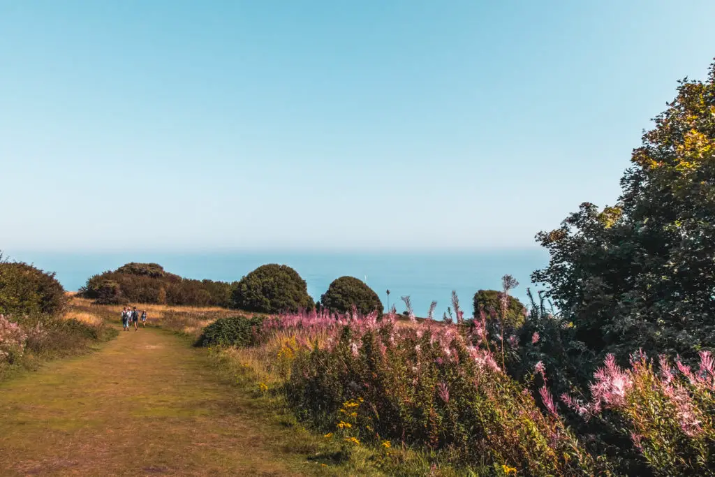 A green grass trail with pink flowers on the right side, bushes in the distance and a backdrop of the blue sea and blue sky.