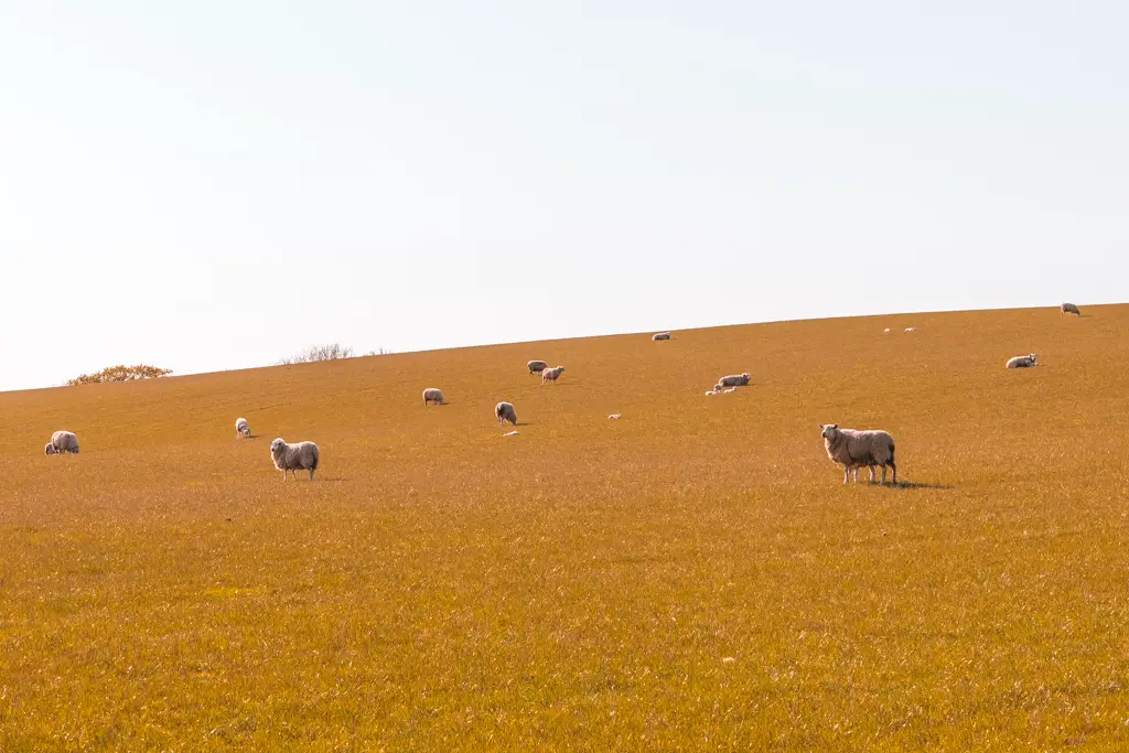 A field of sheep.