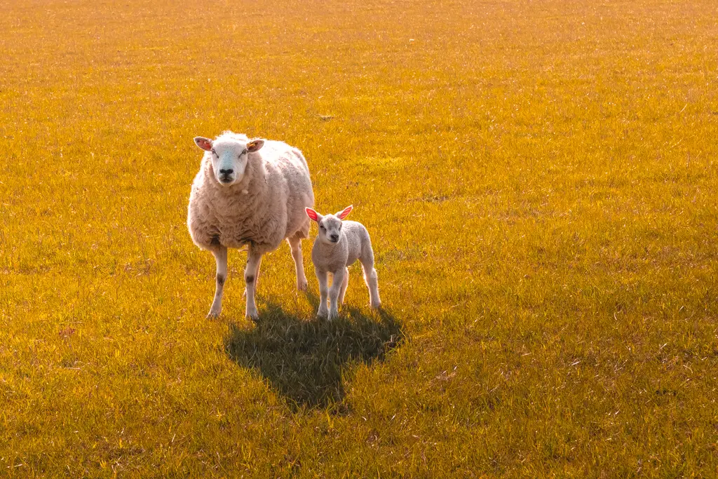 A mummy sheep standing next to her lamb.