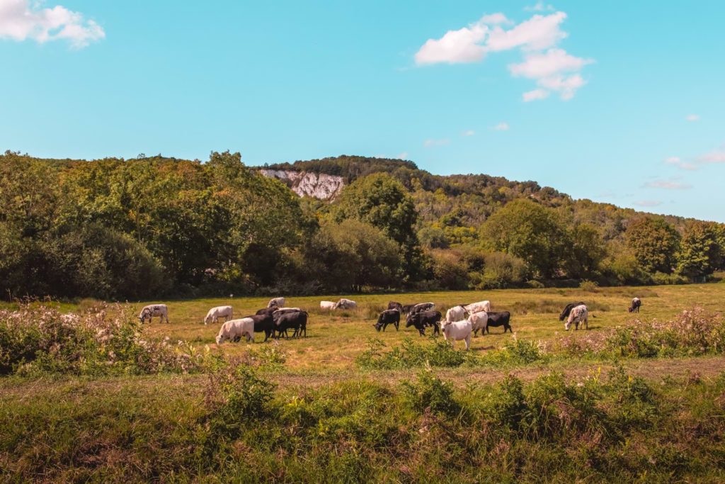 A group of cows grazing on the green grass field, with the chalk cliffs mostly hidden behind the trees in the background, on the walk near Lewes.
