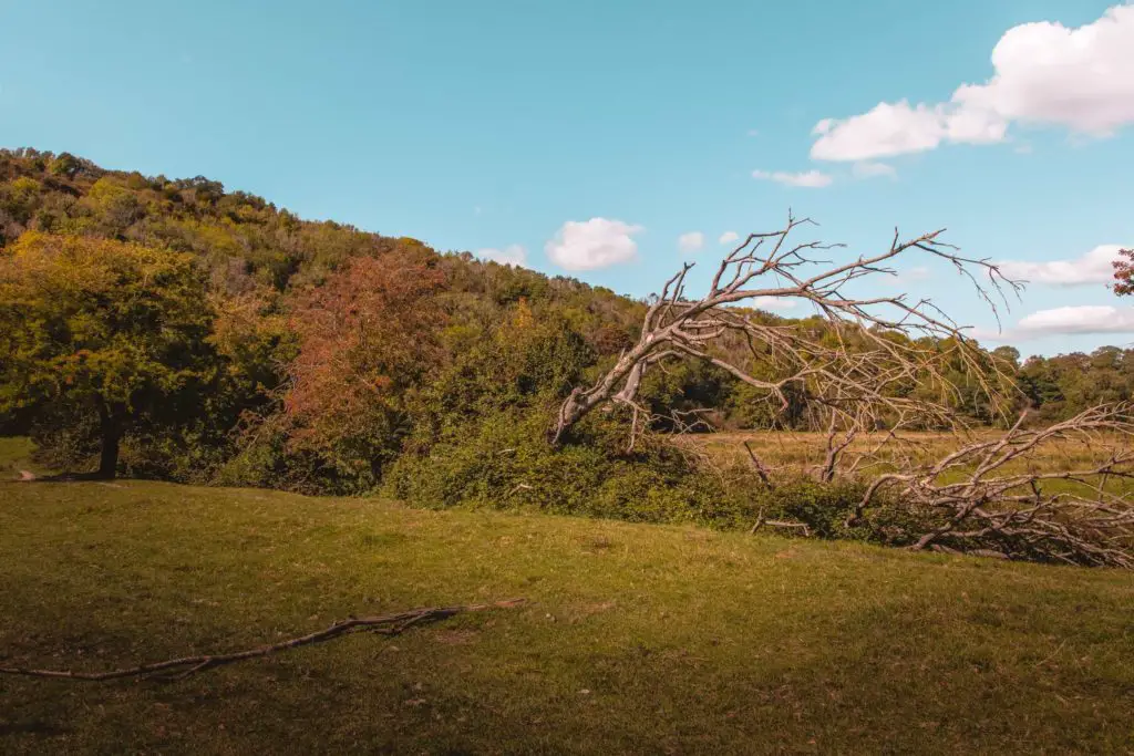 A leaning tree of just branches in a green field.