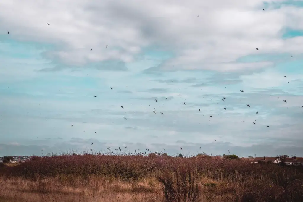 Lots of birds flying over a bush.