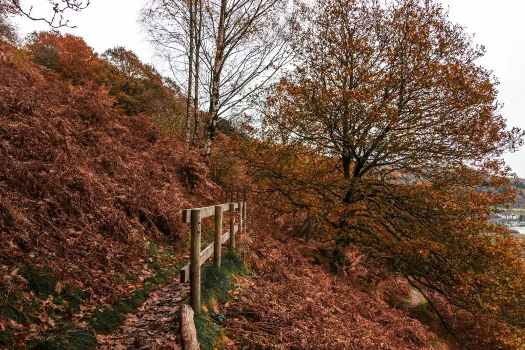The trail on the Todd Crag walk on the side of the hill. It has a wooden fence alongside it and there is orange/red foliage surrounding it.