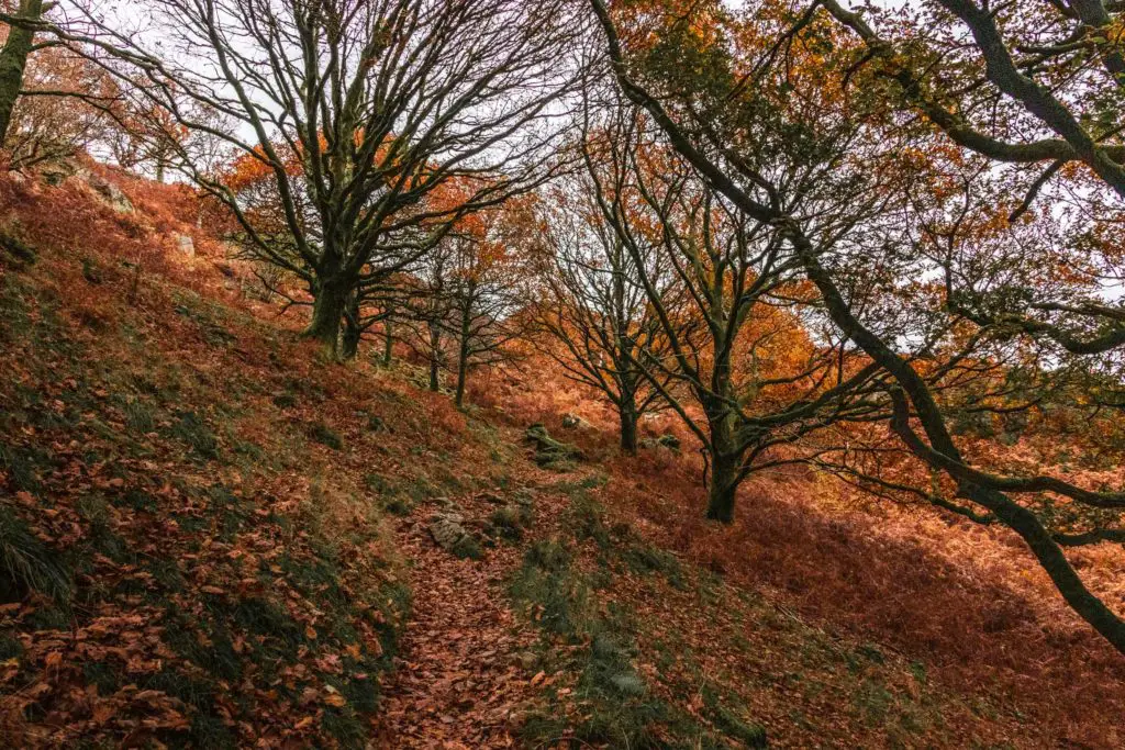 The orange leaf covered trail on the side of a hill and under the leafless branches on lots of trees.